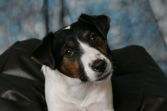 Thinking about getting a dog
