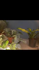 Please help me help my houseplants!