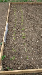 Allotment/Veg Patch Thread 9 - Spring is sprung, its getting really busy!
