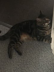What's your DCat up to today? Pt 2