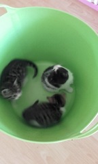 Wow. Cats are so clever. I hadn't realised what I am up against.