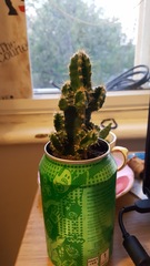 To think I can rescue this cactus?
