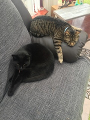 To be so excited (kitten pics included)