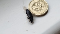 Big bug in my bedroom, please identify. (pic)