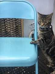 I haven't enjoyed having a cat sitter