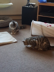 What's your DCat up to today? Pt 2