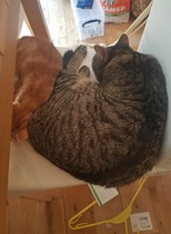 What's your DCat up to today? Pt 2