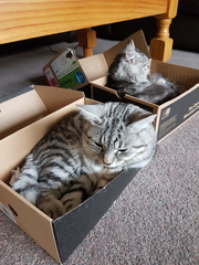 What's your DCat up to today? Pt 2