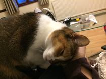 Cats still catting. What's your DCat up to today? Pt 3