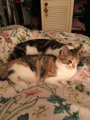 To be so excited (kitten pics included)