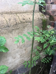 Plant ID please