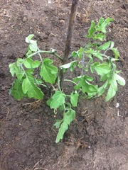 Allotment/Veg Patch Thread 9 - Spring is sprung, its getting really busy!