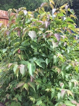 Several plant ID needed please