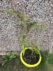 Bamboo care