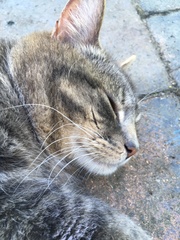 Cats still catting. What's your DCat up to today? Pt 3
