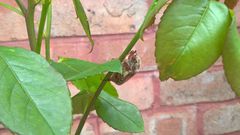could this be a Cockchafer beetle?
