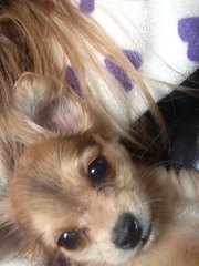 Does anyone fancy a 'puppy survival' thread?