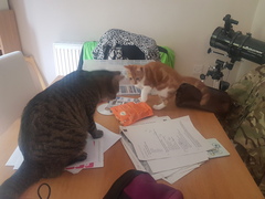 What's your DCat up to today? Pt 2