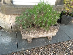 Pots by front door - west facing and sheltered