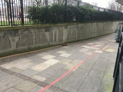 To help a mangy scrap of fox?