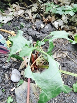Allotment/Veg Patch Thread 9 - Spring is sprung, its getting really busy!