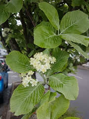 Does anyone know what this tree is?