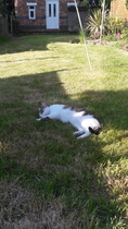 Cats still catting. What's your DCat up to today? Pt 3