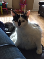 Cats still catting. What's your DCat up to today? Pt 3