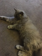 What's your DCat up to today? Pt 2
