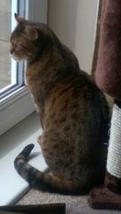 Rescue cat first day home