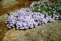 Mia Marigold Philippa Fleur Phlox...