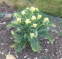 Allotment/Veg Patch Thread 9 - Spring is sprung, its getting really busy!
