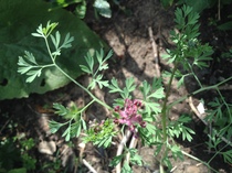 Is this a plant or a weed?