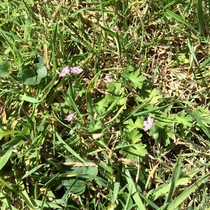 Tiny plants/flowers for lawn
