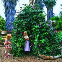 What would you do with this garden?