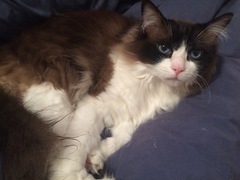 Thinking about getting a pedigree rescue....