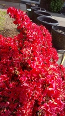 What is this gorgeous flowering shrubby thing??