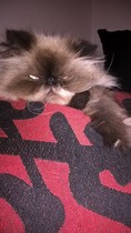 Show me your Persians.