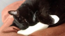 B/W cat appreciation society