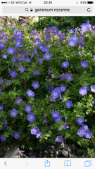 Long blooming plants/flowers