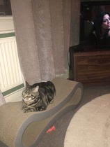 Does anyone have a petfusion cat scratcher? Are they worth the money?