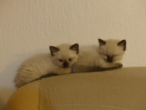 To be so excited (kitten pics included)