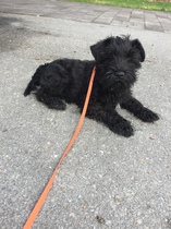 Does anyone fancy a "puppy survival" thread part 2