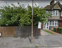 To steal some elderflower sprigs from this tree?