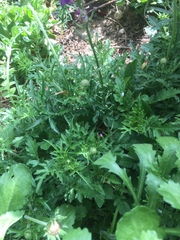 What have I got growing here?