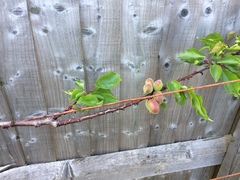 Allotment/Veg Patch Thread 9 - Spring is sprung, its getting really busy!