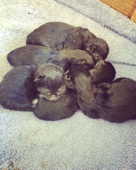 Roll up roll up who wants a spot guessing when the babies will come?
