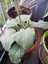 Please help: This came out of a bag of mixed seeds ...