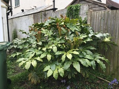 Plant ID please?