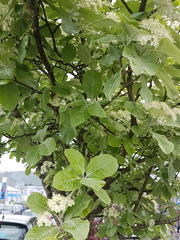 Does anyone know what this tree is?